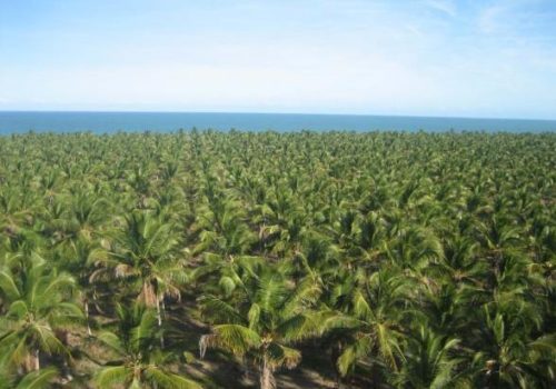 Fazenda Isabel Antunes – Marau, BA Fazenda Isabel Antunes – Marau, BA