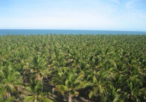 Fazenda Isabel Antunes – Marau, BA